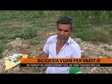 Bujqësia vuan për vaditje - Top Channel Albania - News - Lajme