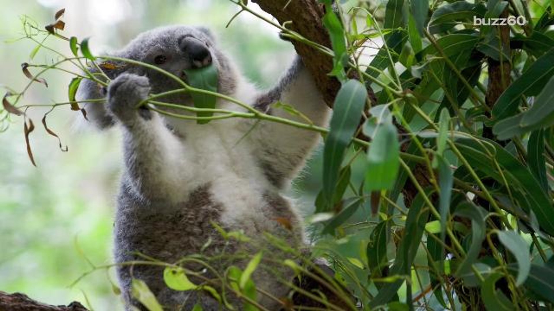 Bark Eating Koalas Develop Taste For Whole Tree Not Just Leaves Video Dailymotion