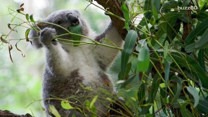 Bark-eating Koalas develop taste for whole tree not just leaves