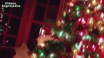 Árvores de Natal engraçado gatos. gatos engraçados