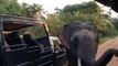 Elephant customs. Funny elephant inspects vehicles