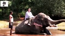The elephants, humans and elephants. Funny elephants and elephants