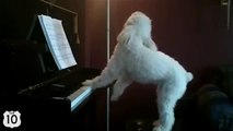 O cão toca piano e canta. Música legal cão