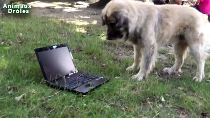 O cão responde a miado do gato. Cão engraçado e laptop