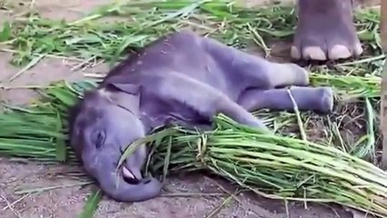 Alimentação bezerro elefante. elefante engraçado