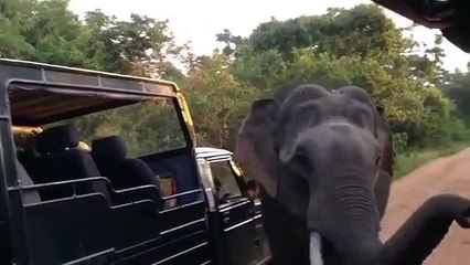 Costumes elefante. Elefante engraçado inspeciona veículos