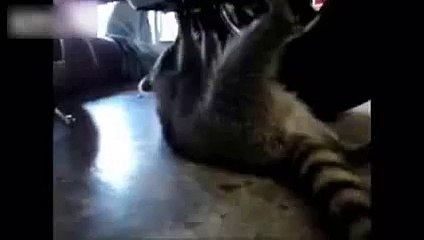 O caso na estação de serviço. Engraçado guaxinim-smith