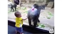 O evento no jardim zoológico. Macaco engraçado e divertido bebê