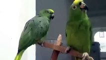 Papagaios engraçados duo. Papagaios engraçados cantar