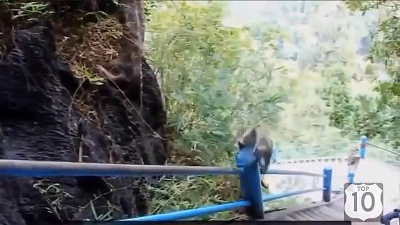 Os animais engraçados. Animais engraçados que têm o divertimento