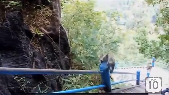 Os animais engraçados. Animais engraçados que têm o divertimento