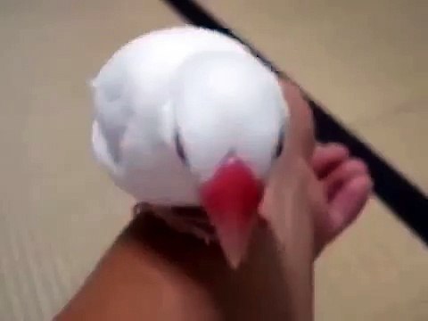 Pinzones pájaros blancos divertidos. pájaro divertido