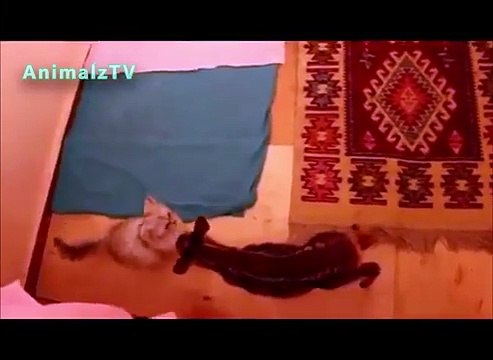 Ciervos divertido que juega con el gato en el zoo de Tbilisi. Ciervos divertidos con un gato