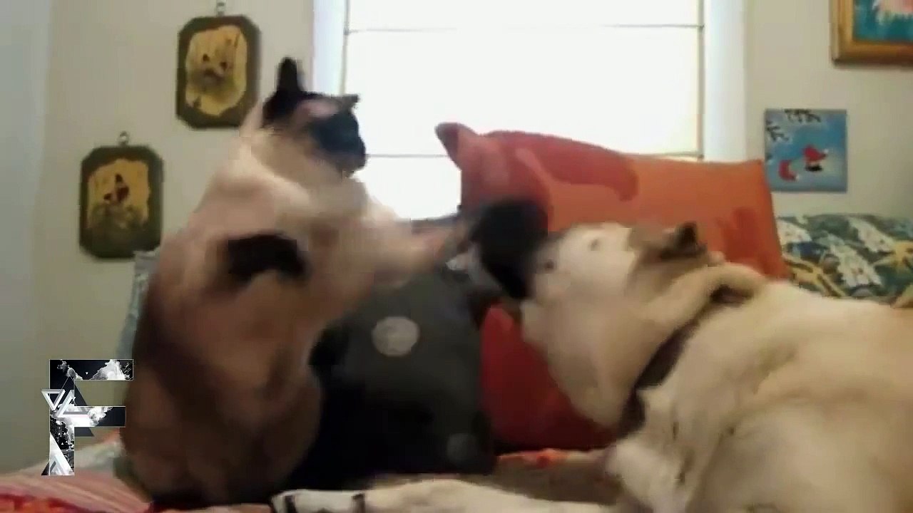 Super Funny Video:  Cats Vs Dogs - Supercut