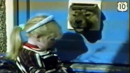 Perro divertido arrastra a través de la puerta. Perros y puerta