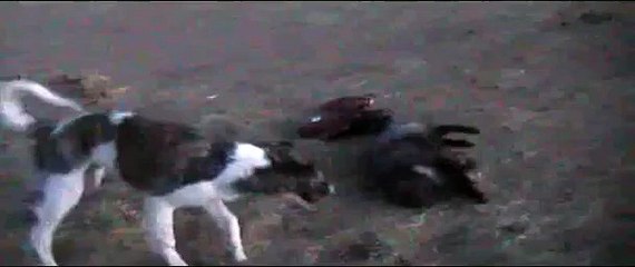 Jouant chien avec un renard. Drôle chien et le renard