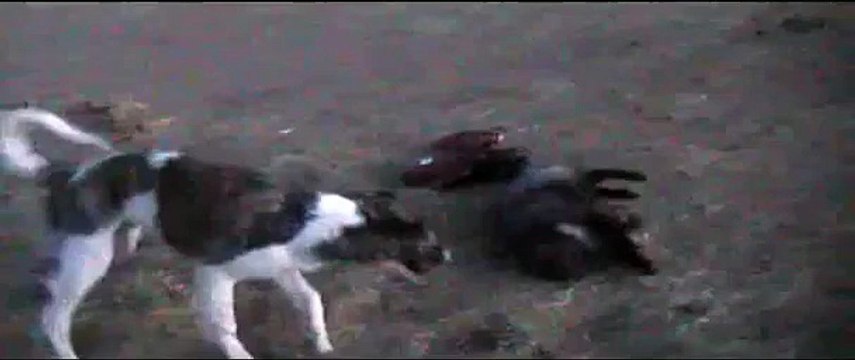 Jouant chien avec un renard. Drôle chien et le renard