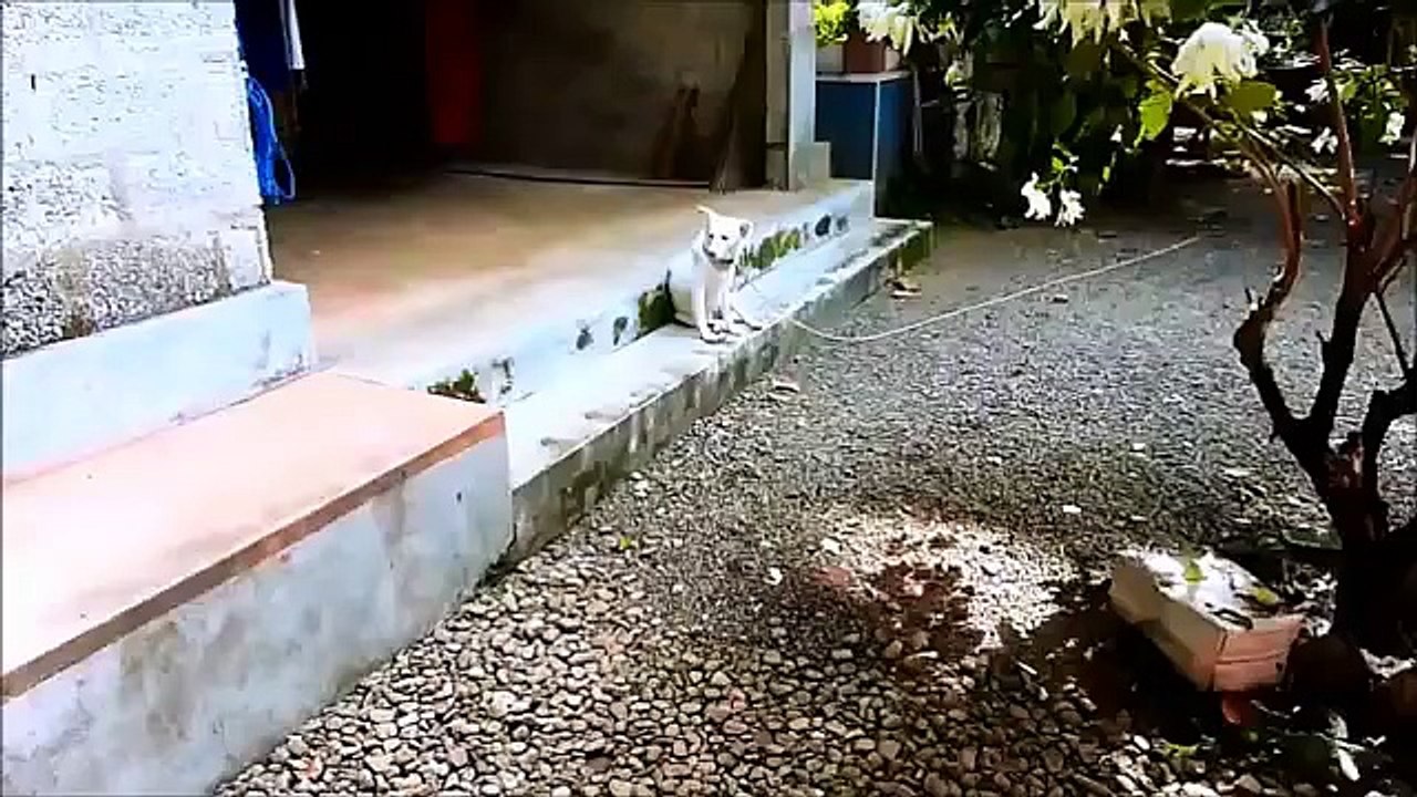 Chien coupable. Funny dog coupable