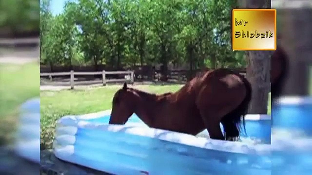 Funny animals. Sélection de vidéos drôles