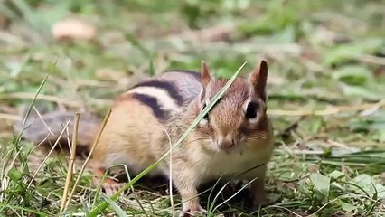 Baleines drôles. Chipmunks sont alimentés dans le parc