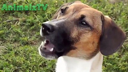 Download Video: Les chiens et les chats drôles. Les chats et les chiens drôles (sélection)