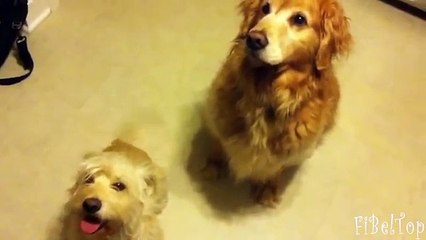 Funny dog apprécié une promenade. chiens sont heureux