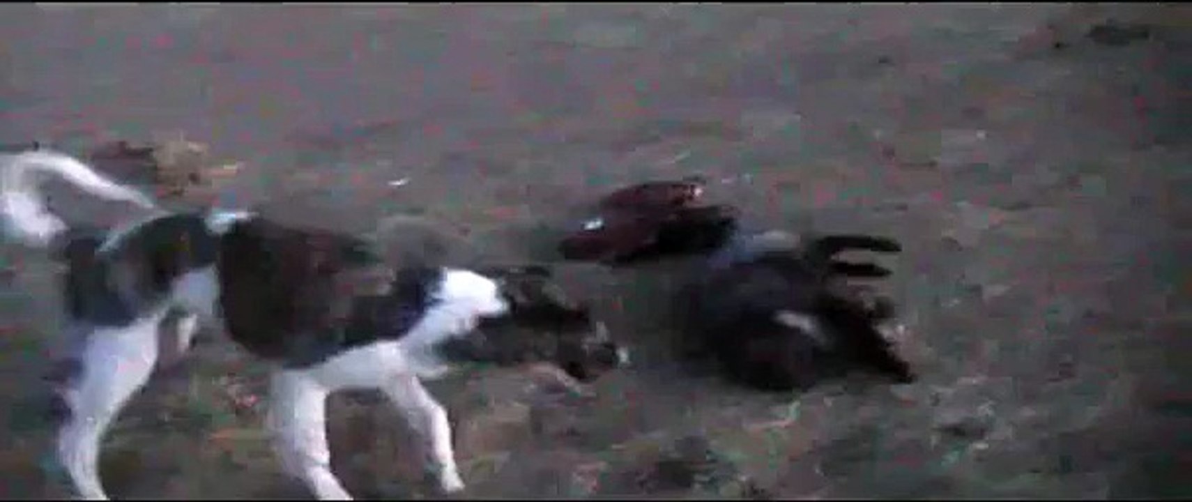 Собака играет с лисой. Смешные собака и лиса