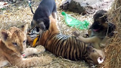 Tiger cub, lion cub and puppies playing