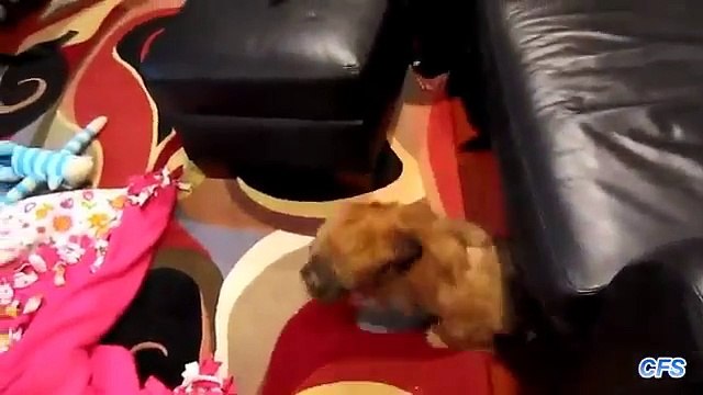 Слишком высокие диваны. Смешные щенки пытаются залезть на диван