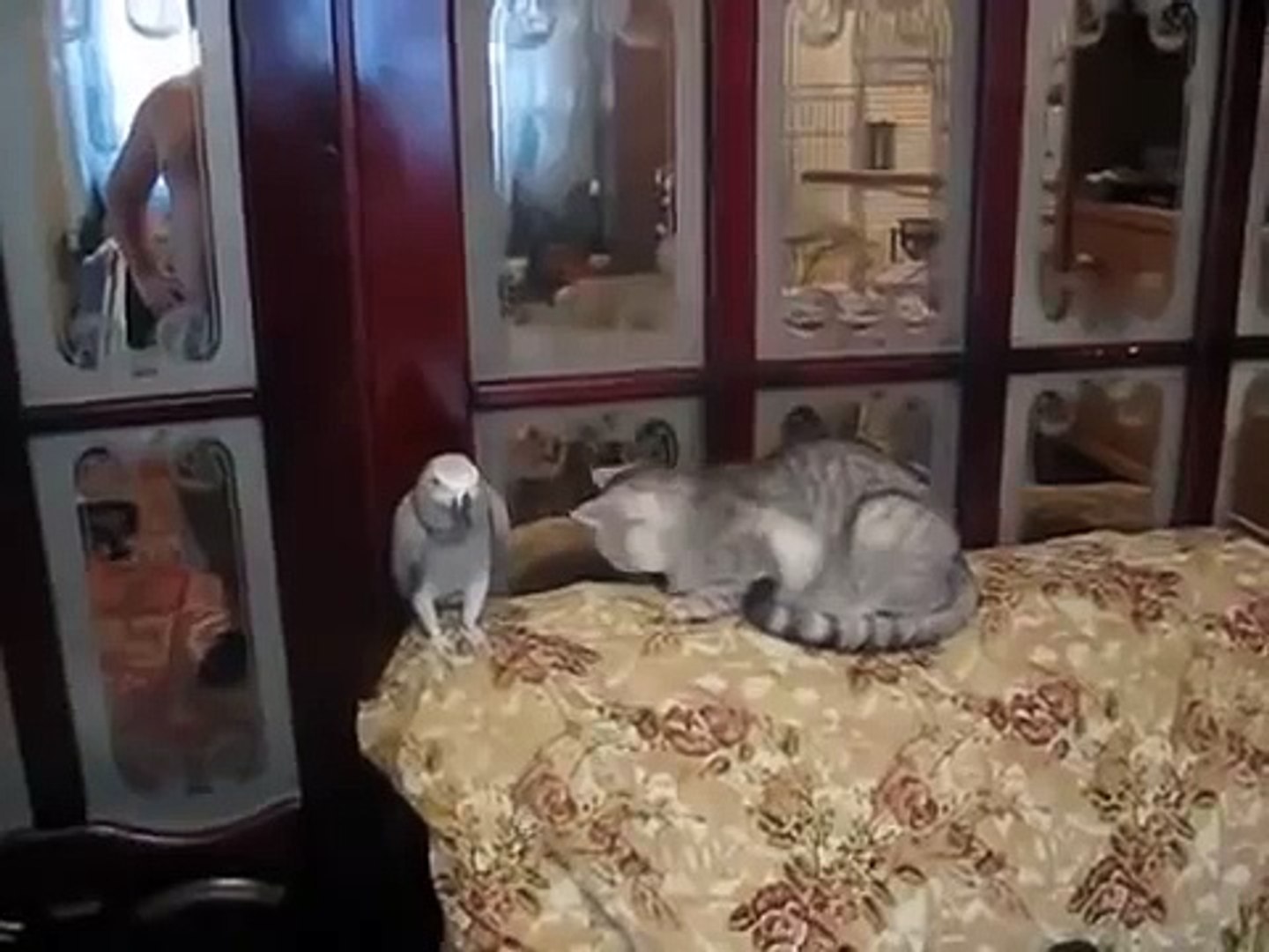 ⁣Смешной попугай и кошка. Забавная птица и кошка