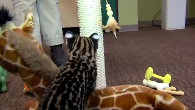 Смешной котенок оцелот. Забавный кот