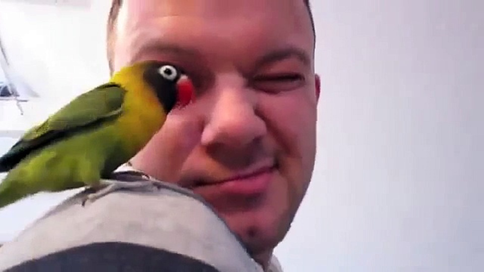 ⁣Смешной чудо попугай. Попугай неразлучник