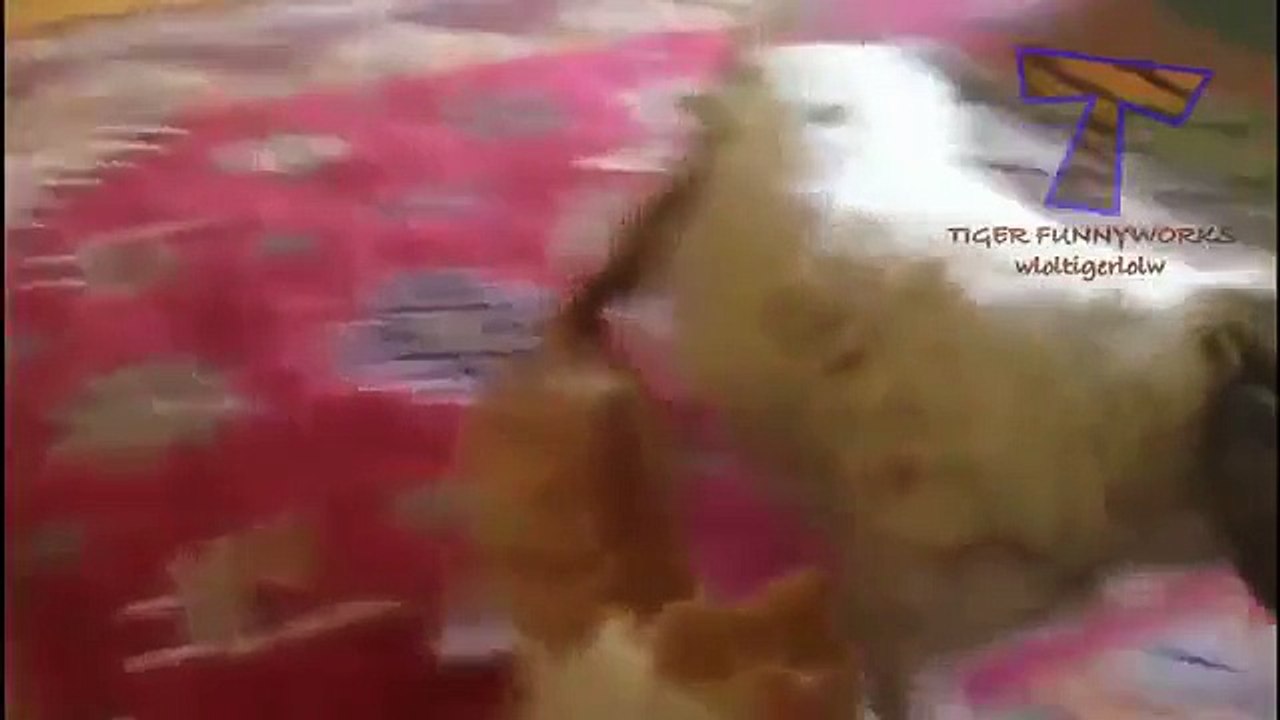 Смешные кошки бесят собак. Забавная подборка котов и собак