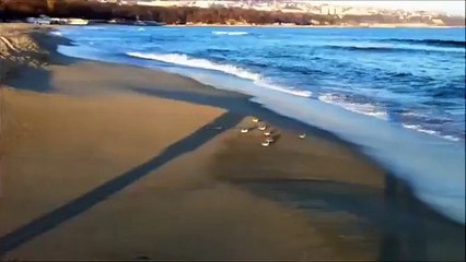Смешные чайки убегают от волн. Забавные чайки бегают по берегу