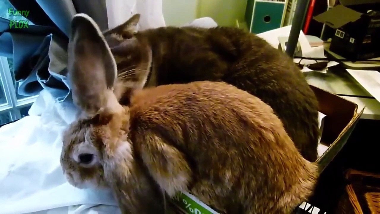Funny animals - Compilation #4
