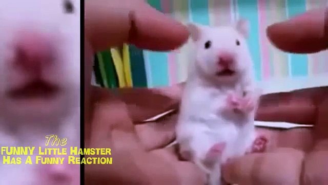 재미 놀라운. 재미 햄스터