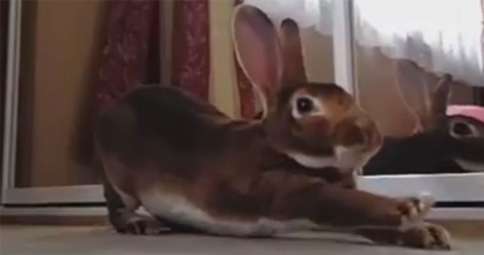 This bunny is actually a weird looking cat...