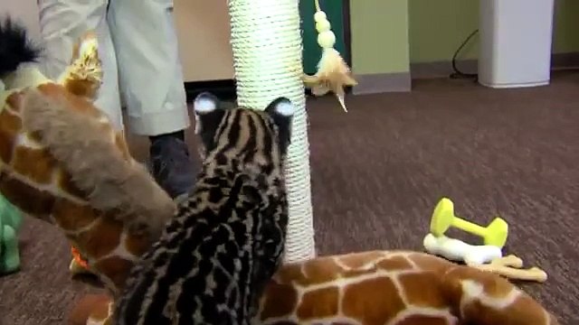 재미 있은 고양이 오슬로. 재미 있은 고양이