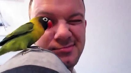 재미 앵무새의 기적. 앵무새 모란 잉꼬