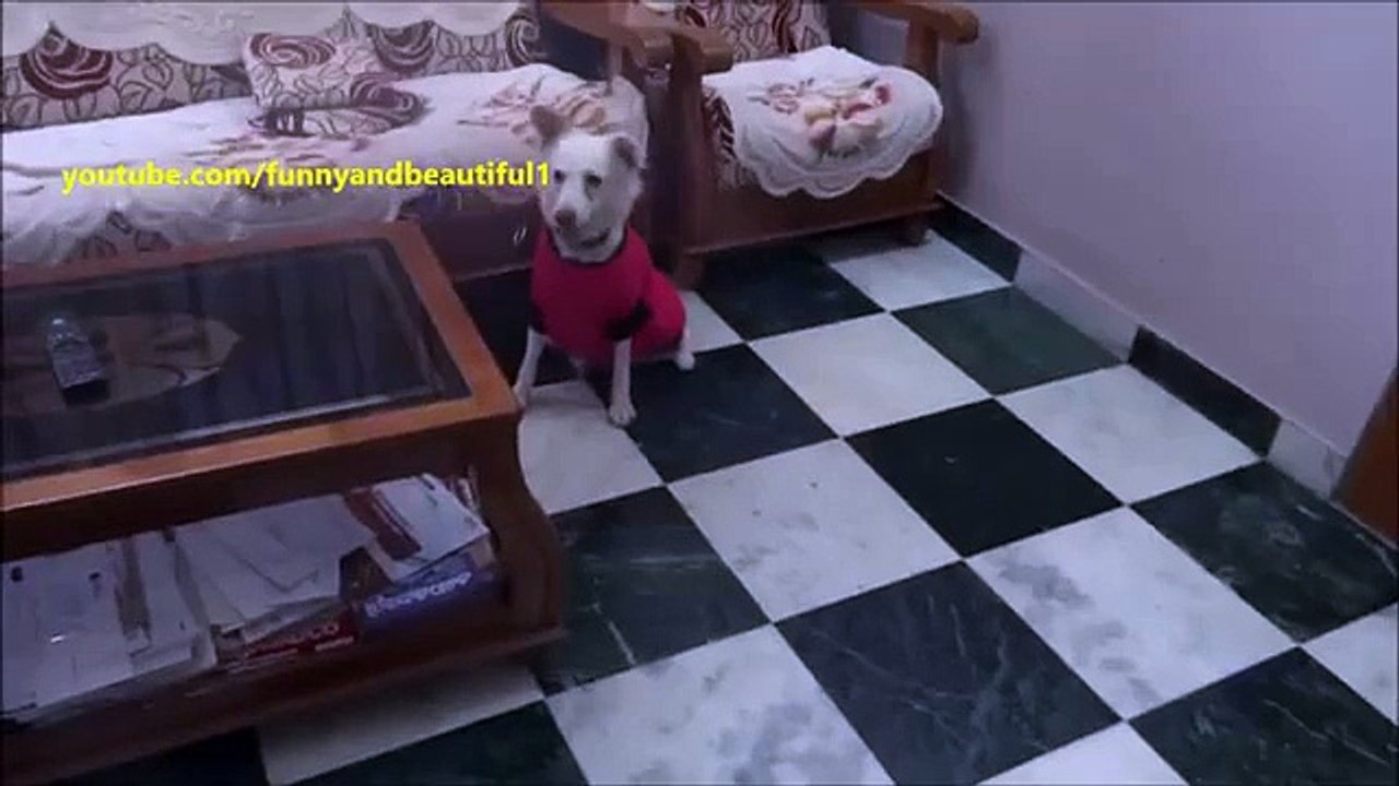 新しいことで犬。おかしい犬服