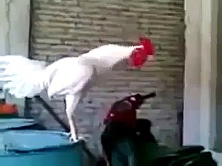 Is Murgha Ko Keya Hogy - Video Dailymotion BY NOOR MUSTAFA