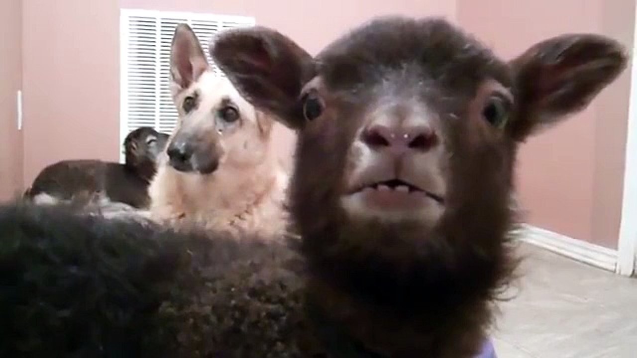犬は非常に驚いています。反応おかしい犬の面白い子羊bleating