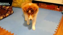 指からの致命的なショット。犬と楽しいです