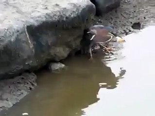 Bird catches fish