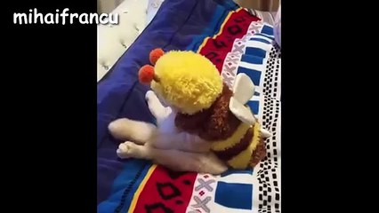 Funny Cats Compilation [Most See] Funny Cat Videos Ever Part 1