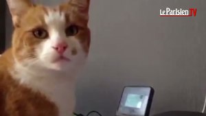 Belgique : quand un chat veut éteindre une imprimante