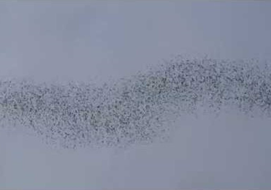 Swarm of Bats Go Hunting in Southeast Asia