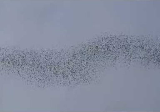 Swarm of Bats Go Hunting in Southeast Asia