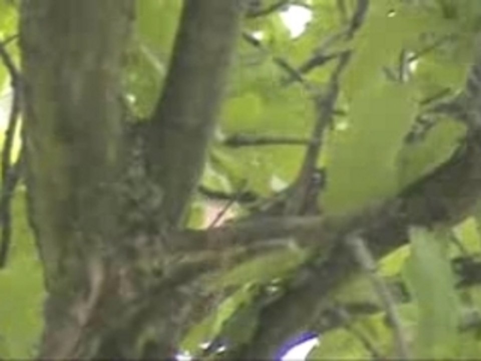 Mésange charbonnière juvénile