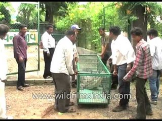 Crocodile strays into residential area in Gujarat, gets captured